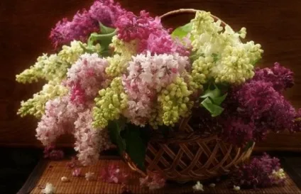 До чого сниться бузок (квітуча і не тільки) (з'явиться новий шанувальник) До чого сниться бузок (квітуча і не тільки)