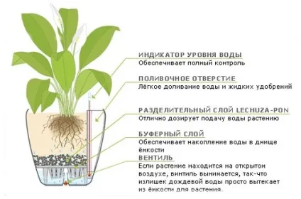 Кашпо з автополивом lechuza характеристики, принцип роботи і недоліки (автополивом) Кашпо з автополивом lechuza характеристики, принцип роботи і недоліки