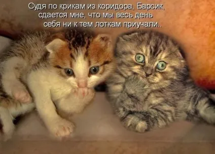 Картинки кошенята милі і смішні (кошенята) Картинки кошенята милі і смішні