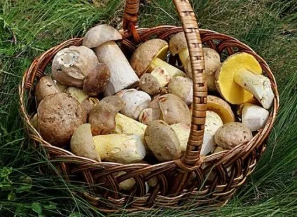 Категорії грибів та їх харчова цінність (грибів) Категорії грибів та їх харчова цінність