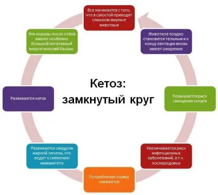 Кетоз корів лікування і причини захворювання (захворювання) Кетоз корів лікування і причини захворювання