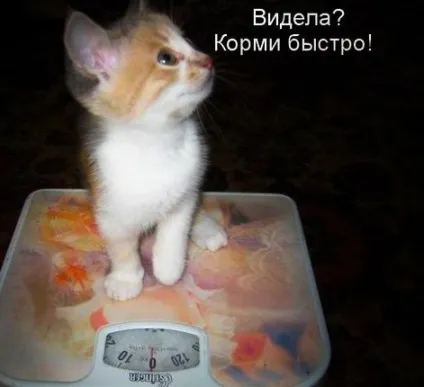 Картинки кошенята милі і смішні (кошенята) Картинки кошенята милі і смішні