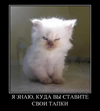 Картинки кошенята милі і смішні (кошенята) Картинки кошенята милі і смішні