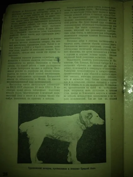Казахський тобет ит - Кангале, каракачани, гампри, Юро, бурято-монгольські і ін (вовки маленькі степу великі) Казахський тобет ит - Кангале, каракачани, гампри, Юро, бурято-монгольські і ін