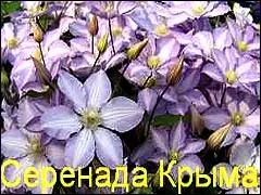 Клематиси догляд на початку садового сезону