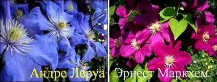 Клематиси догляд на початку садового сезону