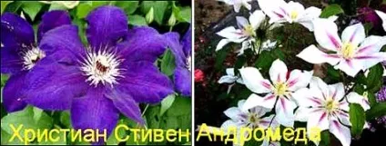 Клематиси догляд на початку садового сезону