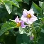 Коли і як підгодовувати картопля (видів позакореневе коренева) Коли і як підгодовувати картопля