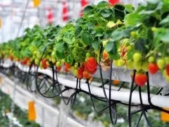Кокосовий мат для вирощування суниці та полуниці в плівкових тунелях і полікарбонатних теплицях (виробник кокосового субстрату) Кокосовий мат для вирощування суниці та полуниці в плівкових тунелях і полікарбонатних теплицях