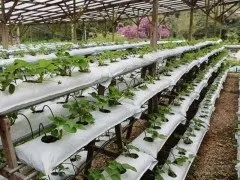 Кокосовий мат для вирощування суниці та полуниці в плівкових тунелях і полікарбонатних теплицях (вирощування) Кокосовий мат для вирощування суниці та полуниці в плівкових тунелях і полікарбонатних теплицях