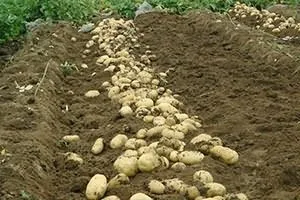 Коли і як підгодовувати картопля (підгодовувати) Коли і як підгодовувати картопля