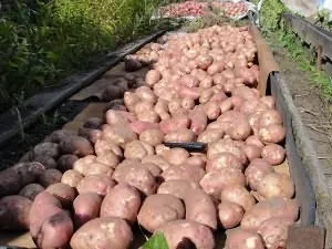 Коли і як підгодовувати картопля (речовини добрива коріння залишаться) Коли і як підгодовувати картопля
