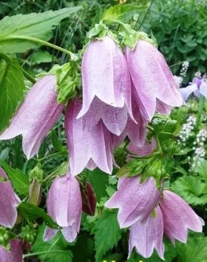 Дзвіночки добірка самих популярних сортів, опис і фото