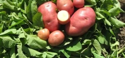 Коли і як підгодовувати картопля (картопля) Коли і як підгодовувати картопля