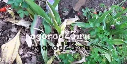 Коли викопувати тюльпани, зберігання цибулин до посадки (посадки) Коли викопувати тюльпани, зберігання цибулин до посадки