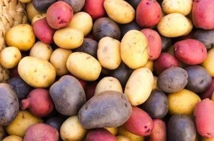 Коли і як підгодовувати картопля (речовини добрива коріння) Коли і як підгодовувати картопля