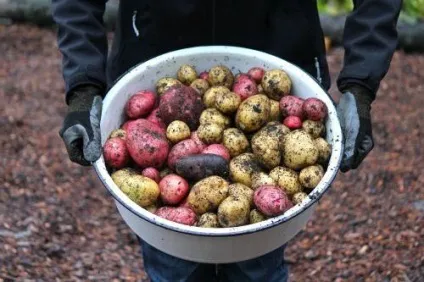 Коли і як підгодовувати картопля (видів позакореневе коренева) Коли і як підгодовувати картопля