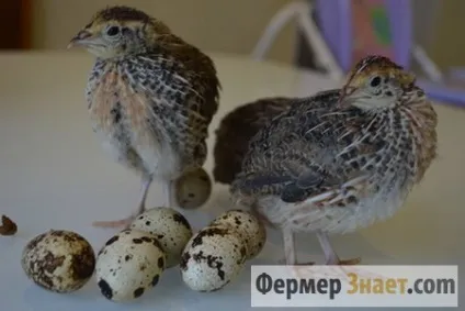 Коли починають нестися перепела (перепела) Коли починають нестися перепела
