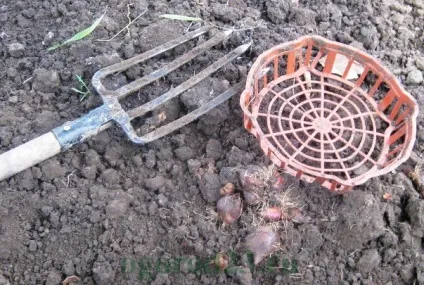 Коли викопувати тюльпани, зберігання цибулин до посадки (тюльпани) Коли викопувати тюльпани, зберігання цибулин до посадки