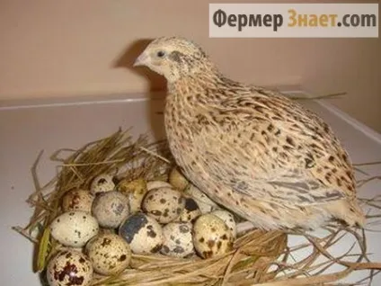 Коли починають нестися перепела (нестися) Коли починають нестися перепела