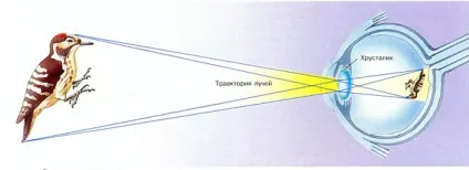 Конкурс - зір або як ми бачимо