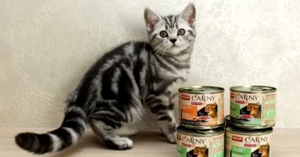 Корм для кішок анімонда - сухий, вологий, консерви (кішок) Корм для кішок анімонда - сухий, вологий, консерви