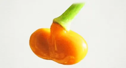 Кондилома народне лікування (лікування) Кондилома народне лікування