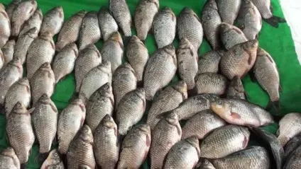 копчення карася