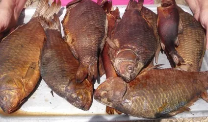Копчення карася в домашніх умовах (карася) Копчення карася в домашніх умовах