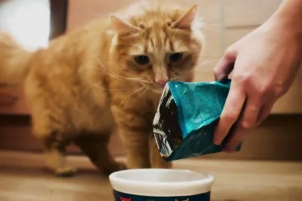 Корм для кішок purina pro plan