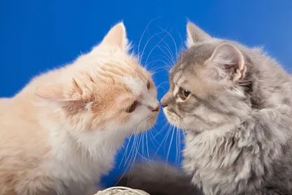 Котячий ніс - найважливіший орган тваринного (котяче нюх) Котячий ніс - найважливіший орган тваринного