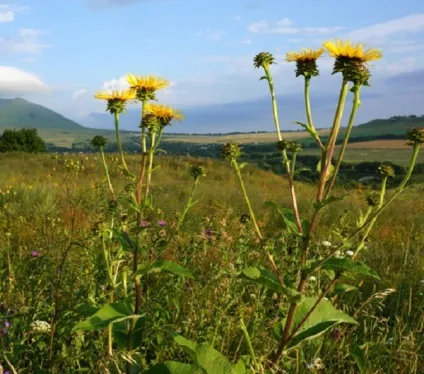 Коріння і кореневища оману лікування оманом (лікування) Коріння і кореневища оману лікування оманом