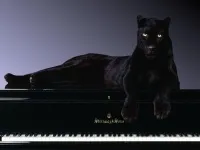 Кот дуже сильно проситься на вулицю (, краса, тварини (вулицю) Кот дуже сильно проситься на вулицю (, краса, тварини