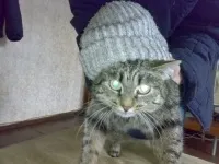 Кот дуже сильно проситься на вулицю (, краса, тварини (дуже) Кот дуже сильно проситься на вулицю (, краса, тварини