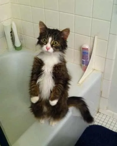 Коти на задніх лапах - 20 фотографій (коти) Коти на задніх лапах - 20 фотографій