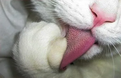 котячий мова