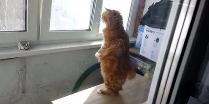 Кот, який любить сидіти на задніх лапах