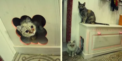 Котячий туалет своїми руками