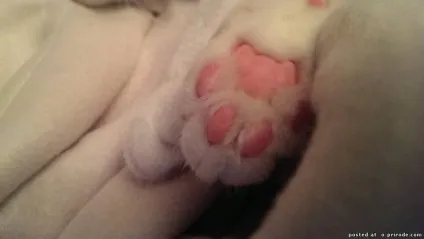 Котячі лапки - 20 фото - картинки - фото світ природи (котячі лапки - 20 фото) Котячі лапки - 20 фото - картинки - фото світ природи
