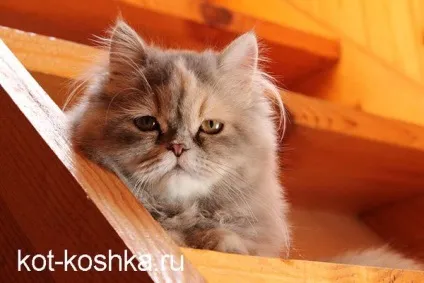 Кот мітить в будинку - як відучити кота мітити (кота) Кот мітить в будинку - як відучити кота мітити