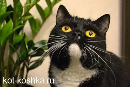 Кот мітить в будинку - як відучити кота мітити (мітити) Кот мітить в будинку - як відучити кота мітити