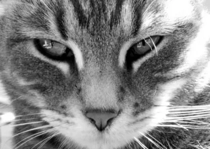Коти і маги - езотерика