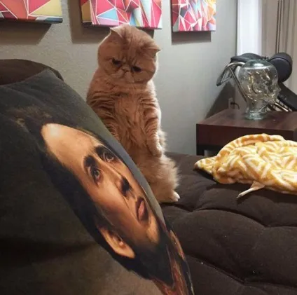 Кот, який любить сидіти на задніх лапах