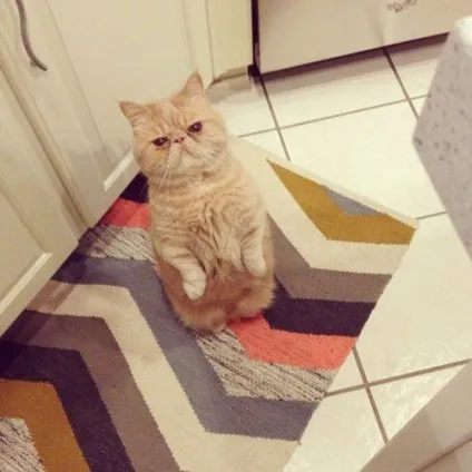 Кот, який любить сидіти на задніх лапах