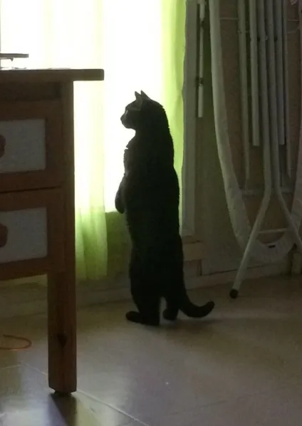 Коти на задніх лапах - 20 фотографій (лапах) Коти на задніх лапах - 20 фотографій