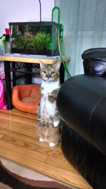 Коти на задніх лапах - 20 фотографій (коти) Коти на задніх лапах - 20 фотографій