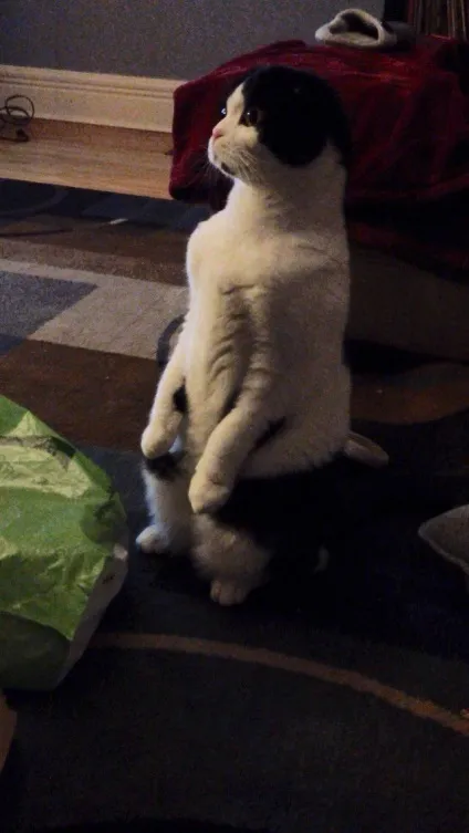 Коти на задніх лапах - 20 фотографій (коти) Коти на задніх лапах - 20 фотографій