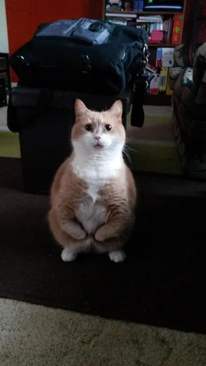 Коти на задніх лапах - 20 фотографій (задніх) Коти на задніх лапах - 20 фотографій