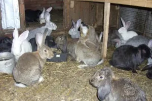 Кролики м'ясних порід найкращі варіанти для вирощування та розведення (м'ясних) Кролики м'ясних порід найкращі варіанти для вирощування та розведення