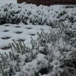 Поради досвідчених садівників (сорти помідорів) Поради досвідчених садівників